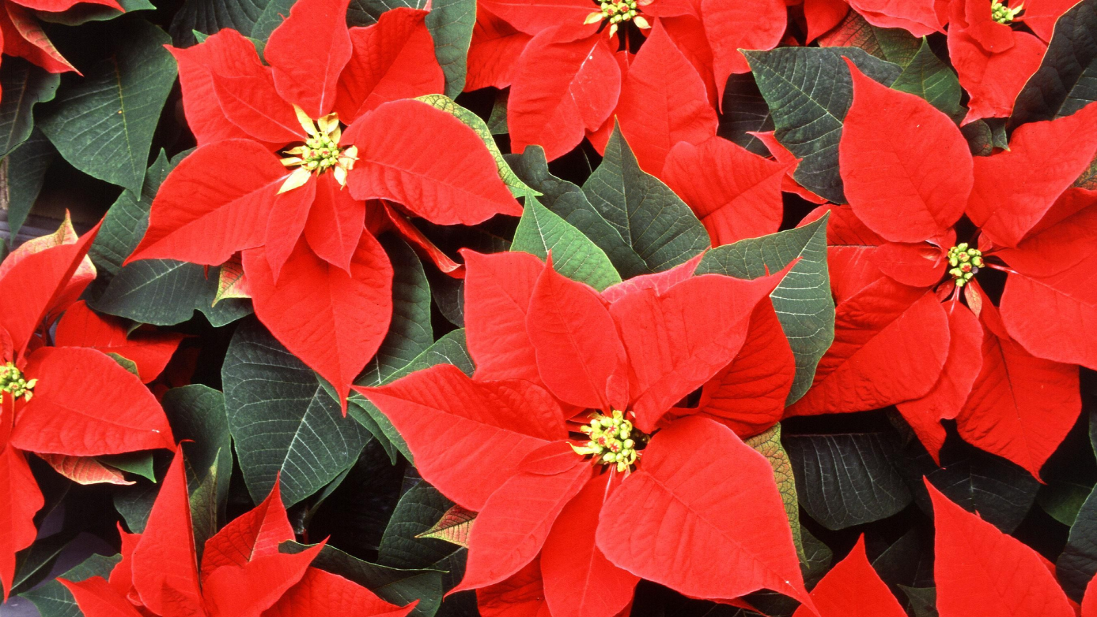 How To Care For Your Holiday Poinsettias