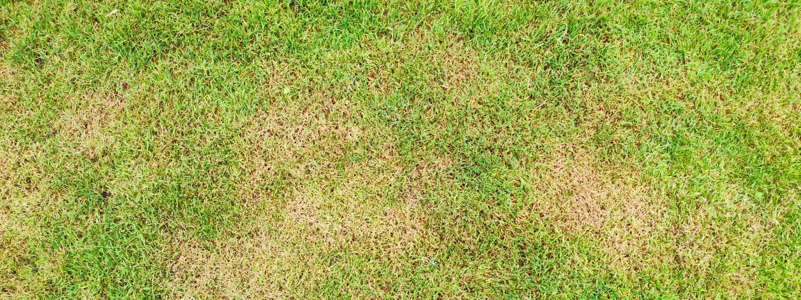 Healthy Lawn Full Website (Copy, 234 selected)