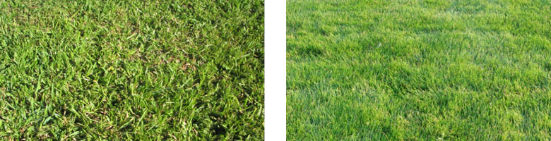 Local Lawn Care Services Weed Control Spring Green