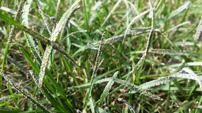 slime mold growing on a lawn 