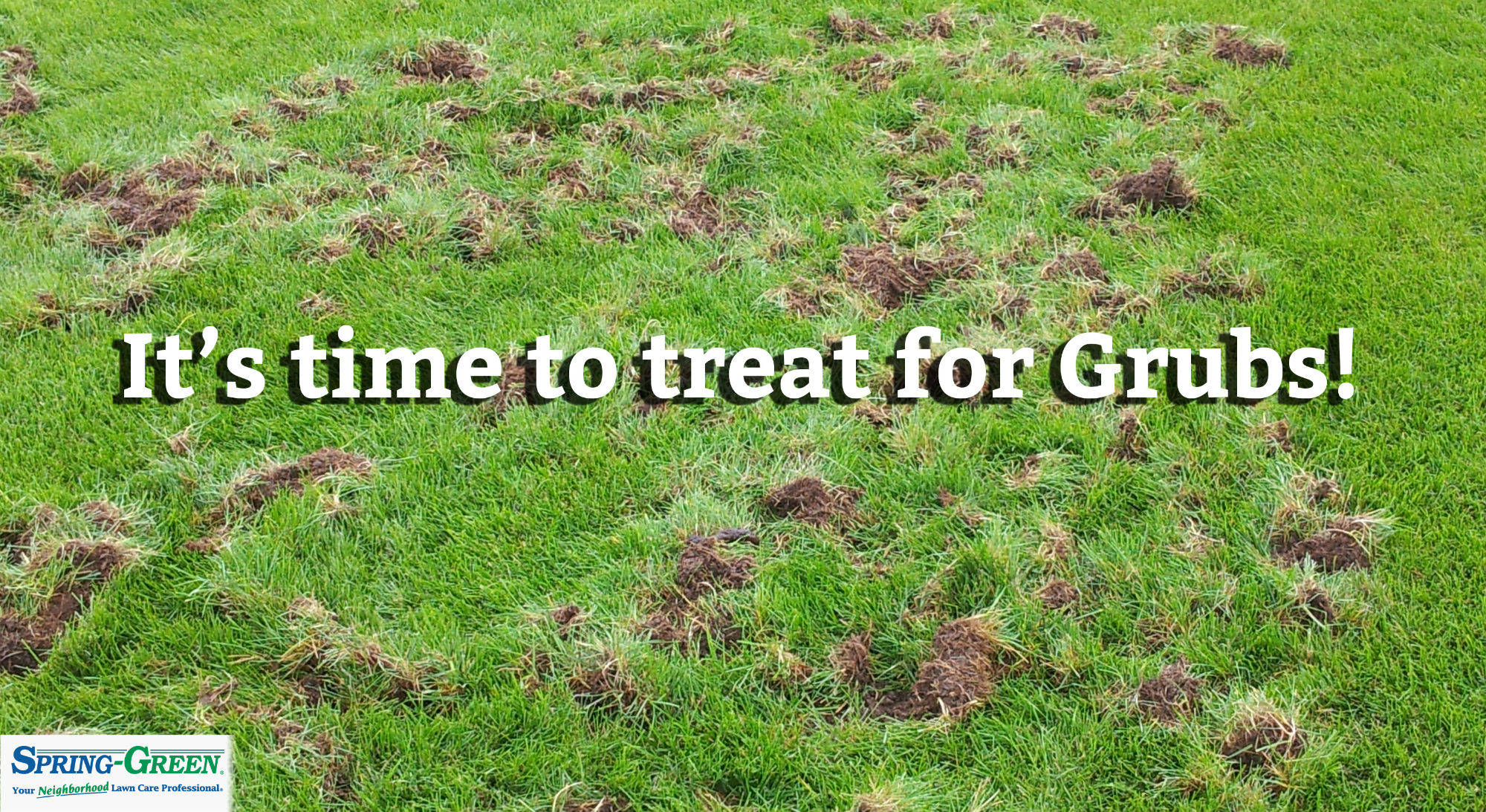 Grubs Are Insects And Other Things You Should Know About Them